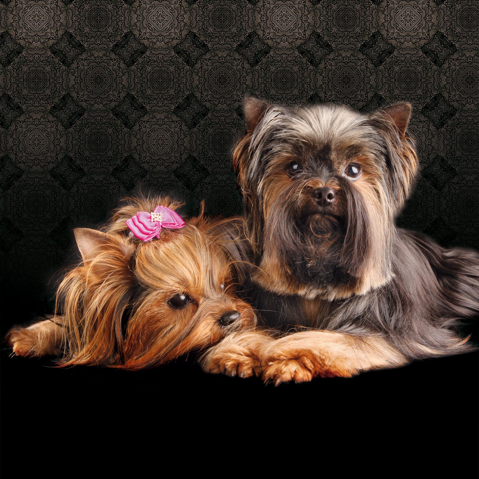 Hundefriseur Tierfotografie Stefan Wiest Glashaus Nürnberg Fotografie Fotostudio Werbeagentur